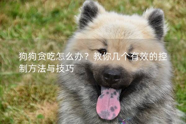 狗狗贪吃怎么办？教你几个有效的控制方法与技巧