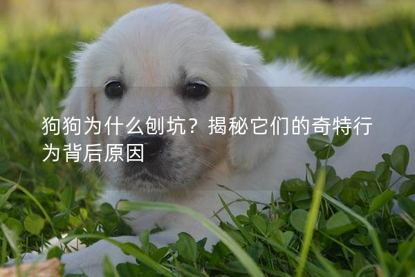 狗狗为什么刨坑？揭秘它们的奇特行为背后原因