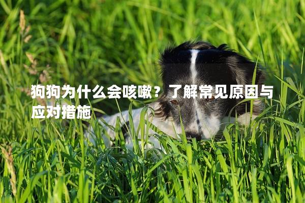 狗狗为什么会咳嗽？了解常见原因与应对措施
