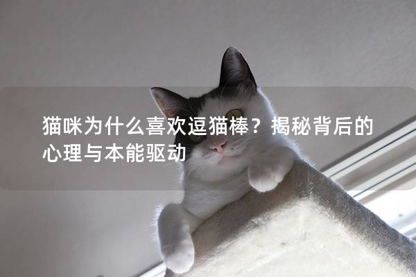 猫咪为什么喜欢逗猫棒？揭秘背后的心理与本能驱动