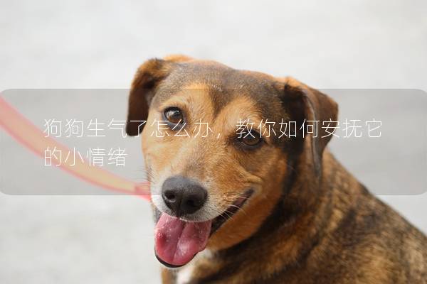 狗狗生气了怎么办，教你如何安抚它的小情绪