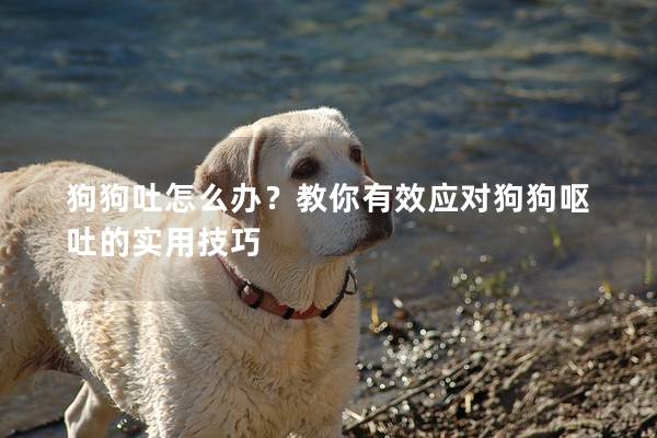 狗狗吐怎么办？教你有效应对狗狗呕吐的实用技巧