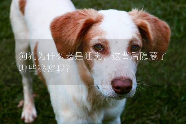 狗狗为什么老是睡觉，这背后隐藏了哪些秘密呢？