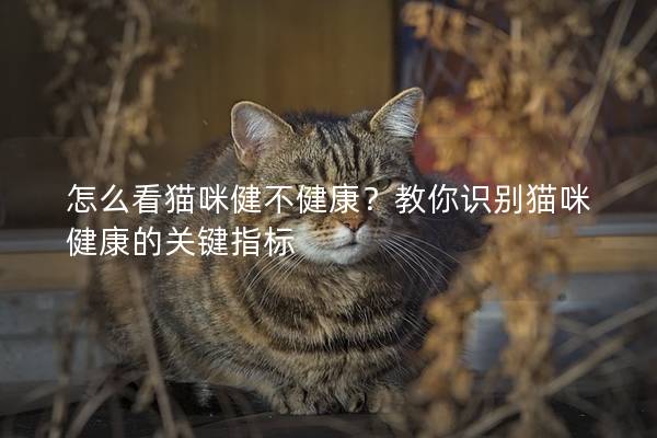 怎么看猫咪健不健康？教你识别猫咪健康的关键指标