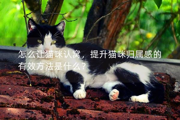 怎么让猫咪认窝，提升猫咪归属感的有效方法是什么？