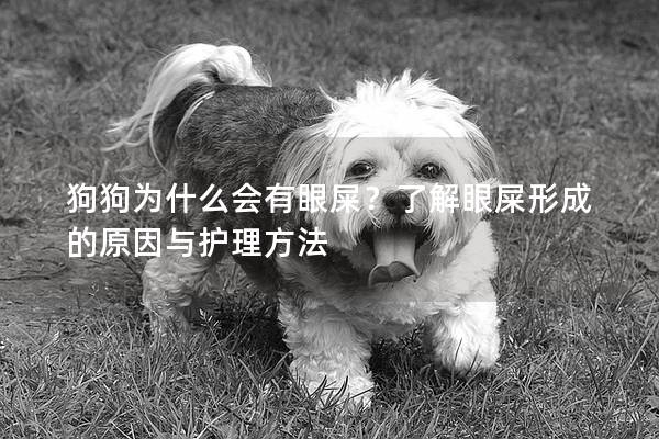 狗狗为什么会有眼屎？了解眼屎形成的原因与护理方法