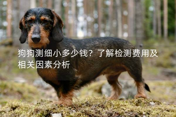 狗狗测细小多少钱？了解检测费用及相关因素分析