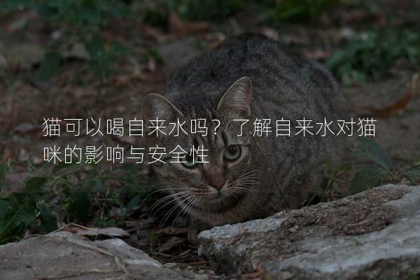 猫可以喝自来水吗？了解自来水对猫咪的影响与安全性
