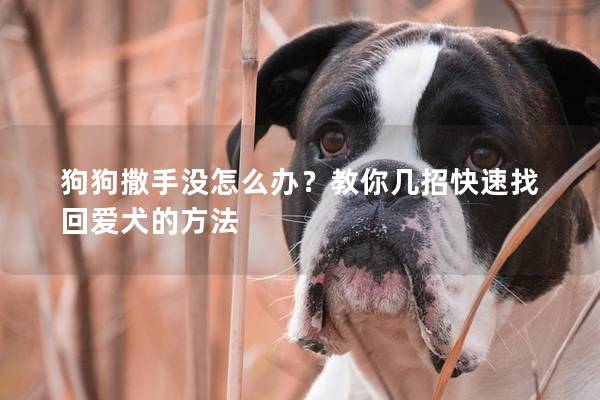 狗狗撒手没怎么办？教你几招快速找回爱犬的方法