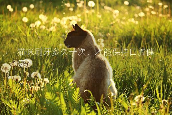猫咪刷牙多久一次，才能保持口腔健康？