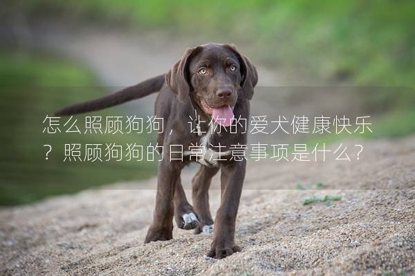 怎么照顾狗狗，让你的爱犬健康快乐？照顾狗狗的日常注意事项是什么？