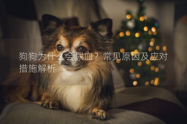 狗狗为什么会尿血？常见原因及应对措施解析