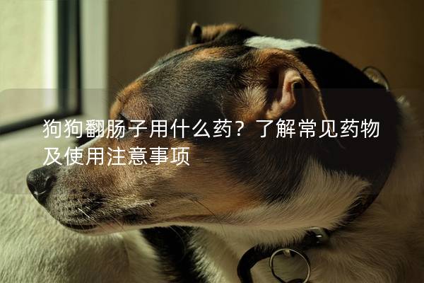 狗狗翻肠子用什么药？了解常见药物及使用注意事项