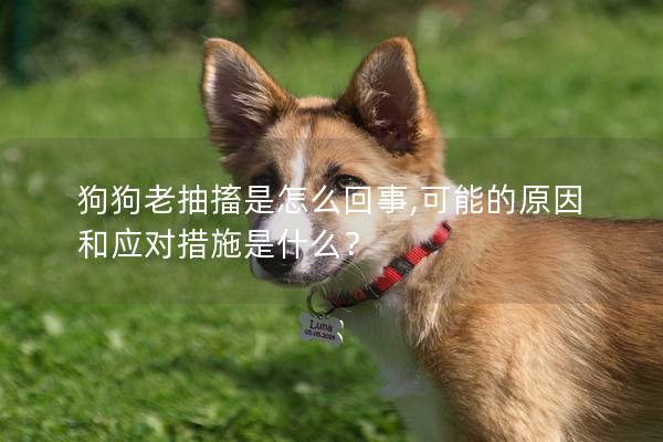 狗狗老抽搐是怎么回事,可能的原因和应对措施是什么？