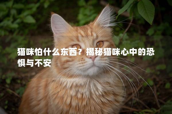 猫咪怕什么东西？揭秘猫咪心中的恐惧与不安