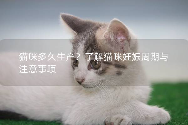 猫咪多久生产？了解猫咪妊娠周期与注意事项