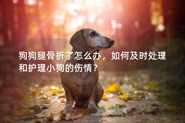 狗狗腿骨折了怎么办,如何及时处理和护理小狗的伤情? 狗狗腿骨折了怎么办,如何及时处理和护理小狗的伤情?