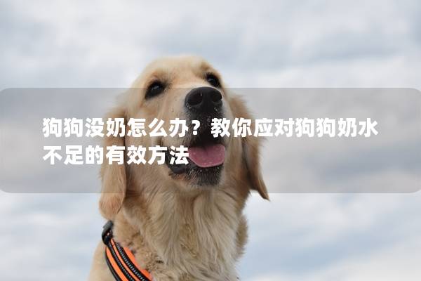 狗狗没奶怎么办？教你应对狗狗奶水不足的有效方法