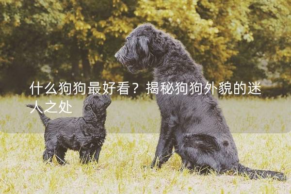 什么狗狗最好看？揭秘狗狗外貌的迷人之处