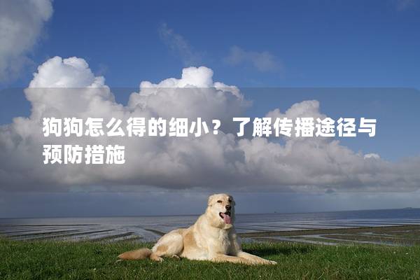 狗狗怎么得的细小？了解传播途径与预防措施