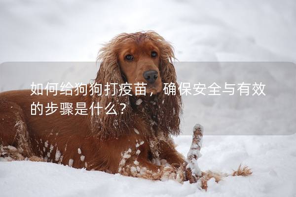 如何给狗狗打疫苗，确保安全与有效的步骤是什么？