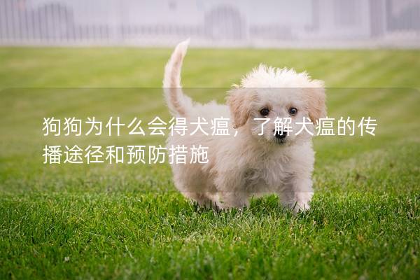 狗狗为什么会得犬瘟，了解犬瘟的传播途径和预防措施