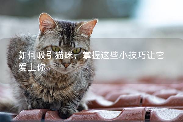 如何吸引猫咪，掌握这些小技巧让它爱上你