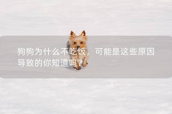 狗狗为什么不吃饭，可能是这些原因导致的你知道吗？