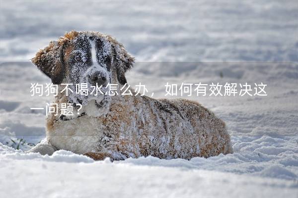 狗狗不喝水怎么办，如何有效解决这一问题？