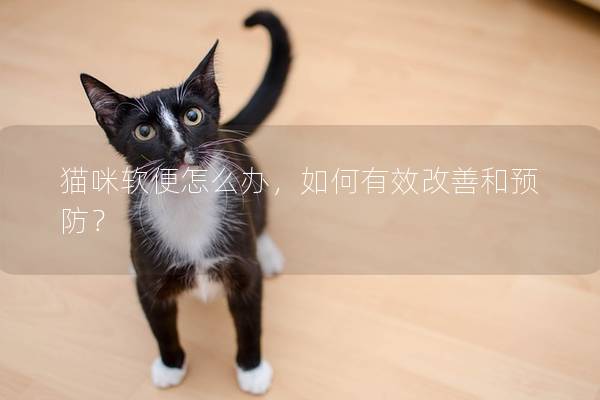 猫咪软便怎么办，如何有效改善和预防？