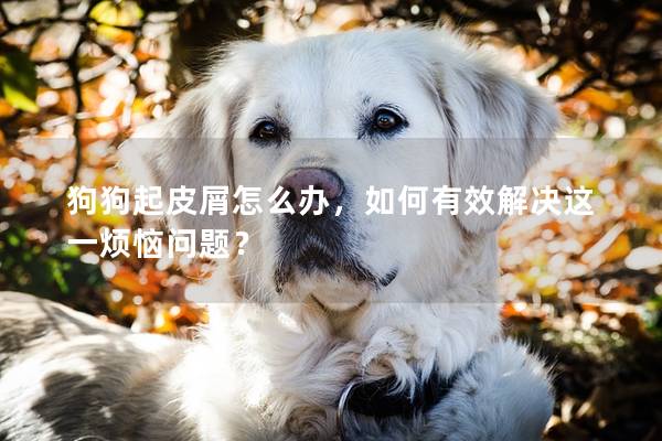狗狗起皮屑怎么办，如何有效解决这一烦恼问题？