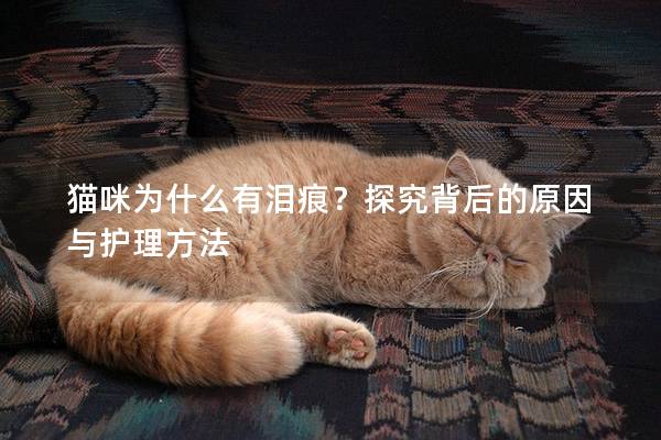 猫咪为什么有泪痕？探究背后的原因与护理方法