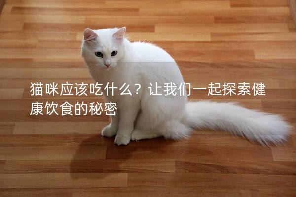 猫咪应该吃什么？让我们一起探索健康饮食的秘密