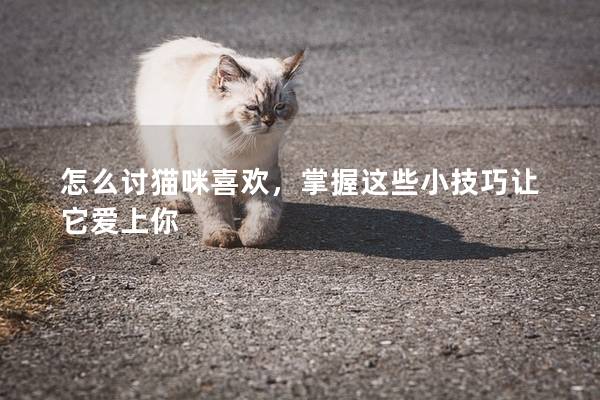 怎么讨猫咪喜欢，掌握这些小技巧让它爱上你