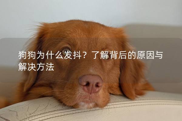 狗狗为什么发抖?了解背后的原因与解决方法 狗狗为什么发抖?了解背后的原因与解决方法