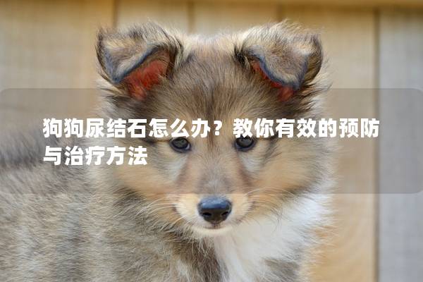 狗狗尿结石怎么办？教你有效的预防与治疗方法