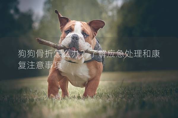狗狗骨折怎么办？了解应急处理和康复注意事项