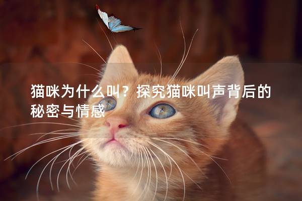 猫咪为什么叫？探究猫咪叫声背后的秘密与情感