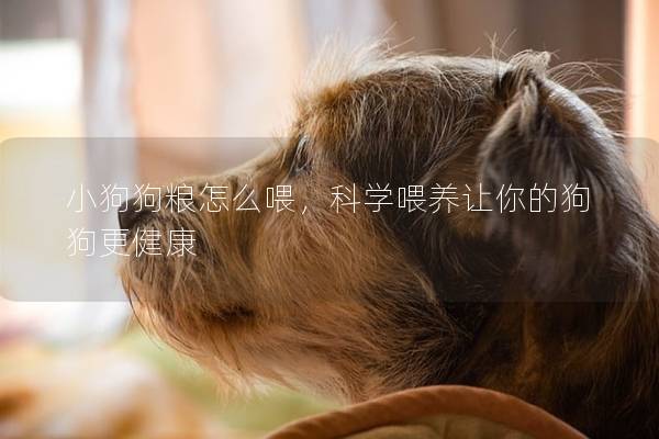 小狗狗粮怎么喂，科学喂养让你的狗狗更健康