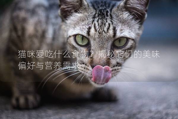 猫咪爱吃什么食物？揭秘它们的美味偏好与营养需求