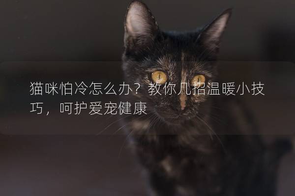 猫咪怕冷怎么办？教你几招温暖小技巧，呵护爱宠健康