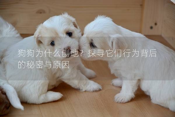 狗狗为什么刨地？探寻它们行为背后的秘密与原因