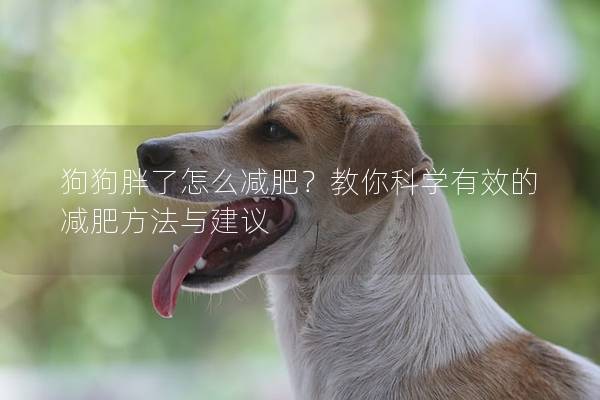 狗狗胖了怎么减肥？教你科学有效的减肥方法与建议