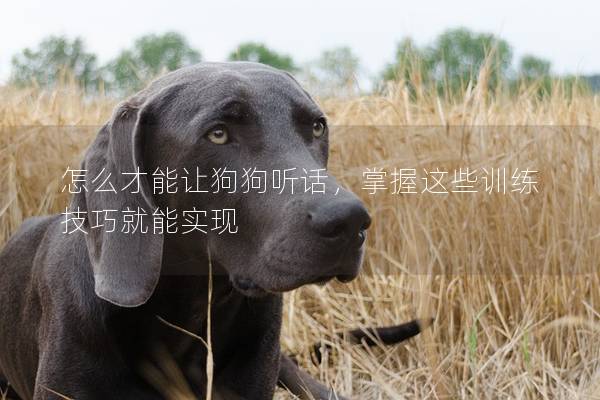 怎么才能让狗狗听话，掌握这些训练技巧就能实现