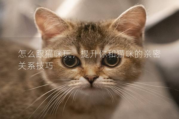 怎么跟猫咪玩，提升你和猫咪的亲密关系技巧