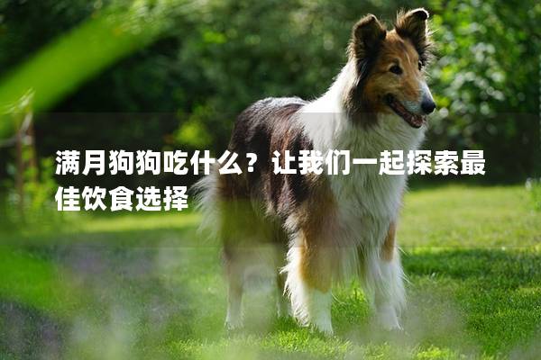 满月狗狗吃什么？让我们一起探索最佳饮食选择