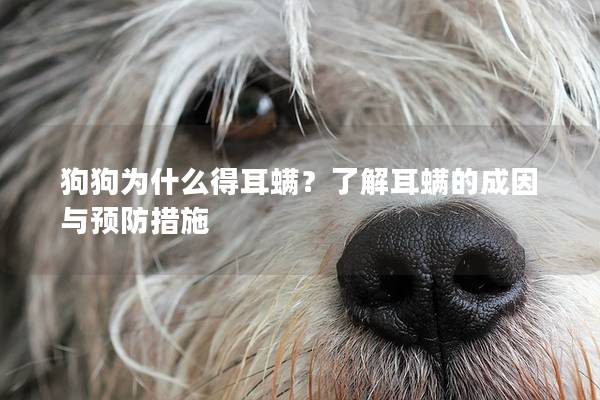 狗狗为什么得耳螨？了解耳螨的成因与预防措施