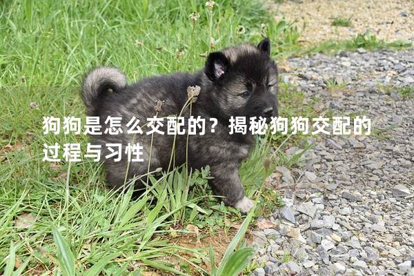 狗狗是怎么交配的？揭秘狗狗交配的过程与习性