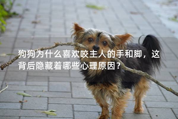 狗狗为什么喜欢咬主人的手和脚，这背后隐藏着哪些心理原因？