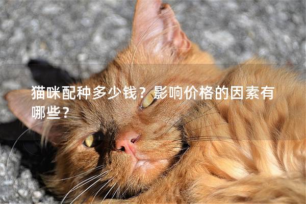 猫咪配种多少钱？影响价格的因素有哪些？